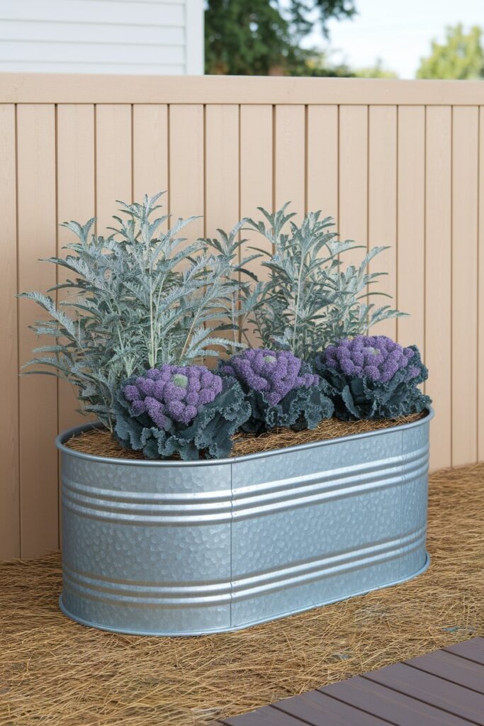 A galvanized steel tub planter, oval shape,contains purple flowering kale and dusty miller with silvery foliage.