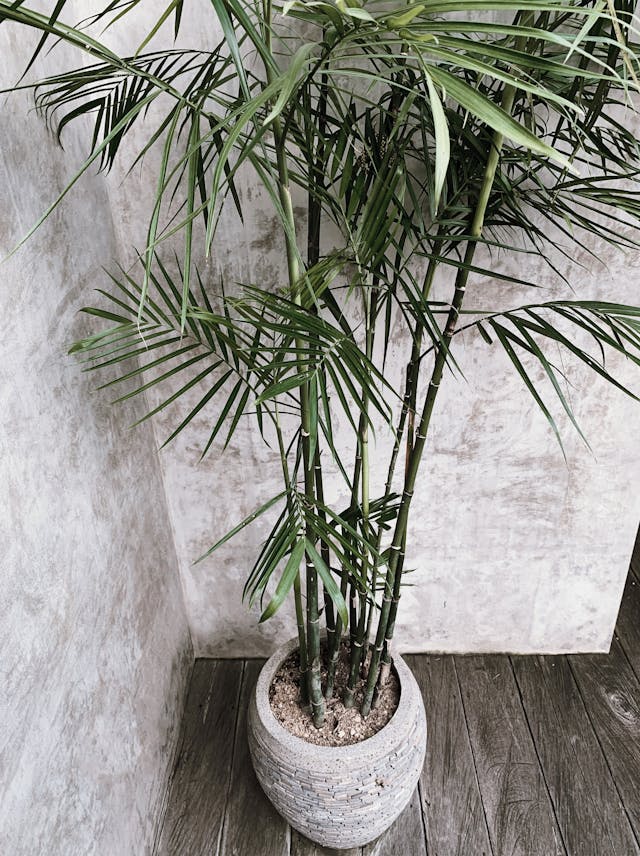 10 Air-Purifying Indoor Plants That Actually Clean Your Air