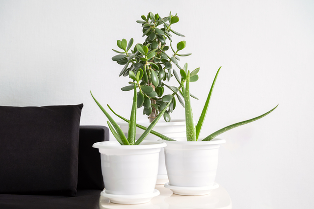 Indoor plants in white pots, including aloe vera and jade plant.